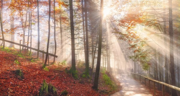 Cheerful panorama with a path through the colorful forest with autumn leaves, under the dreamy