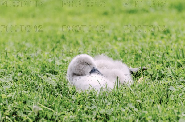 A cute baby swan sleeping on a graß field