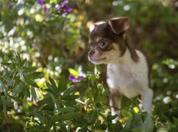 Amidst the flora of a vibrant garden, a brown and white Chihuahua puppy looks on with an innocent