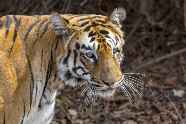 Tiger (Panthera tigris), Bengal tiger or Indian tiger, big cat (Pantherinae), carnivore