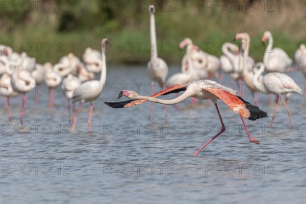 Flamingo (Phoenicopterus roseus) taking off from a pond. Saintes Maries de la Mer, Parc naturel