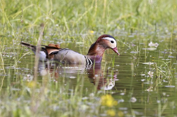 Male mandarin duck (Aix galericulata) swimming in a pond on a flooded meadow, Burghausen, Upper