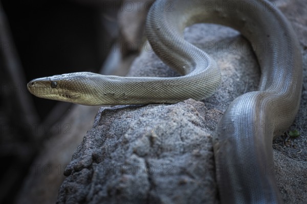 Olive python (Liasis olivaceus), also known as olive-coloured python, Ubirr, Northern Territory,