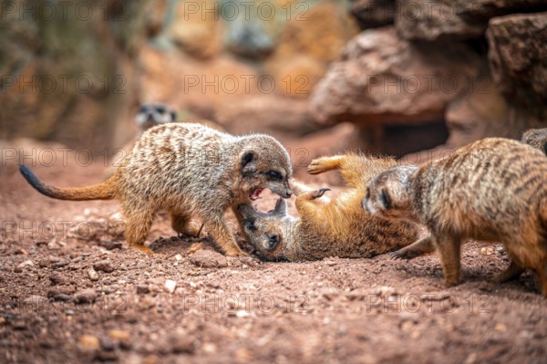 Several meerkat (Suricata suricatta) on sandy ground, two are in a lively interaction, Eisenberg,