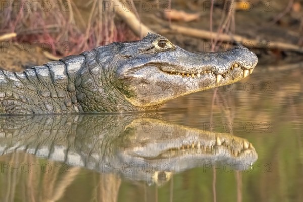 Spectacled caiman (Caiman crocodilus yacara), Crocodile (Alligatoridae), crocodile (Crocodylia),