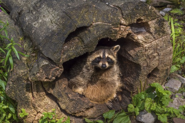 Funny image with a cute raccoon in a hollow stump. Picture taken in the WIld Park from Pforzheim,