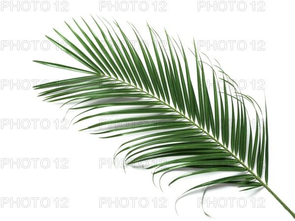 Palm leaves isolated on white background. Tropical palm leaves top view or flat lay. Copy space for