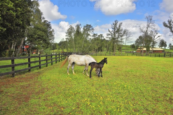 Beautiful white horse with a charming black colt. The rich country estate, with the special fence