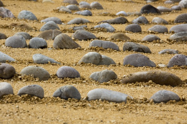 Stone rows