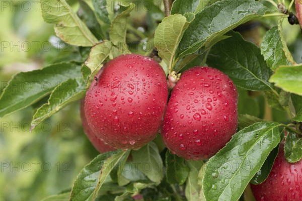 Apple (Malus domestica 'Idared'), Cambridge Botanical Garden, Germany