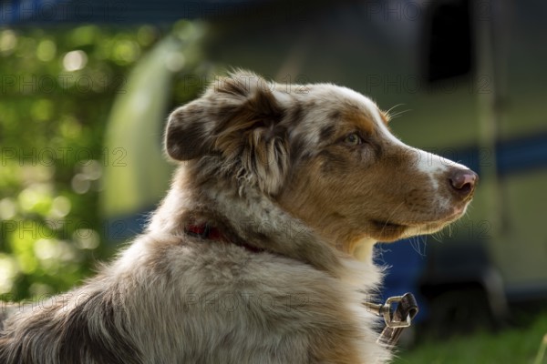 A young Australian Shepherd, with red merle colouring rests at a family campground with an American