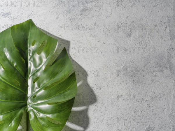 Monstera leaf on gray stone background. Tropical plant monstera in hard light. Copy space for text.