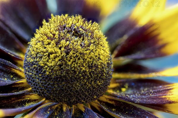 Rudbeckia belongs to Asteraceae or composite family. The flowers, native to North American feature