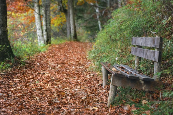 Autumn scenery with an weathered wooden bench on the side of an alley covered by dried colorful