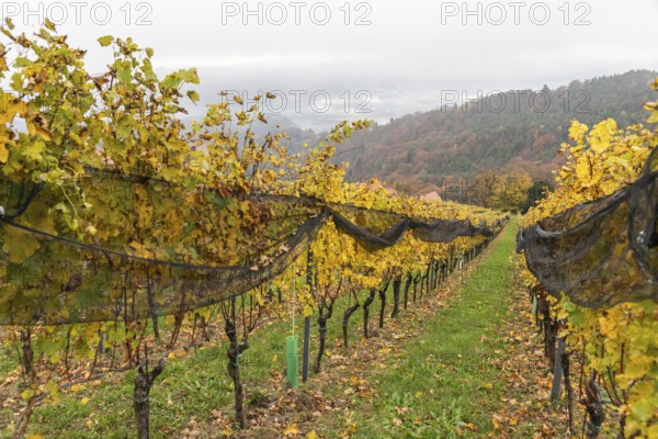 Autumn atmosphere, foliage colouring in forest and vineyard, St. Andrä-Höch, Sausal, Styria,
