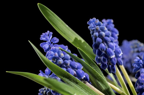 Beautiful blooming grape hyacinth Muscari Alida flower isolated on a black background. Flower head