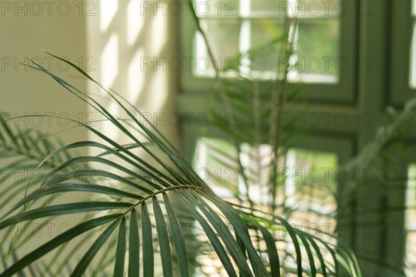 Close up of palm leaf next to old window. Abstract minimal interior design background decor