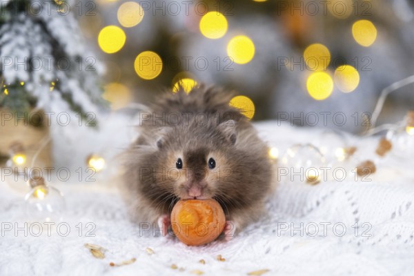 A funny shaggy fluffy hamster nibbles a carrot on a Christmas background with fairy lights and