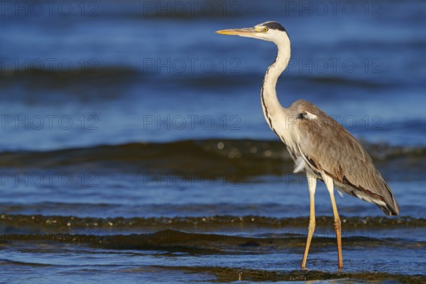 Grey grey heron (Ardea cinerea), Foraging, Boat Trip, Tiszaalpár, Kiskunsági National Park,