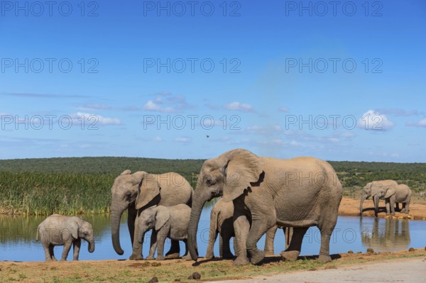 African elephant, (Loxodonta african), Addo Elephant National Park, Addo Camp, Western Cape, South