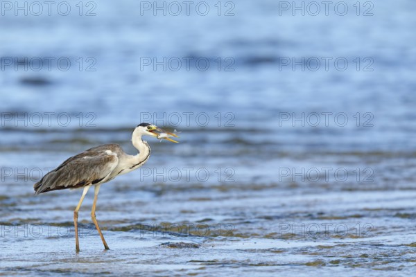 Grey grey heron (Ardea cinerea), Foraging, Boat Trip, Tiszaalpár, Kiskunsági National Park,