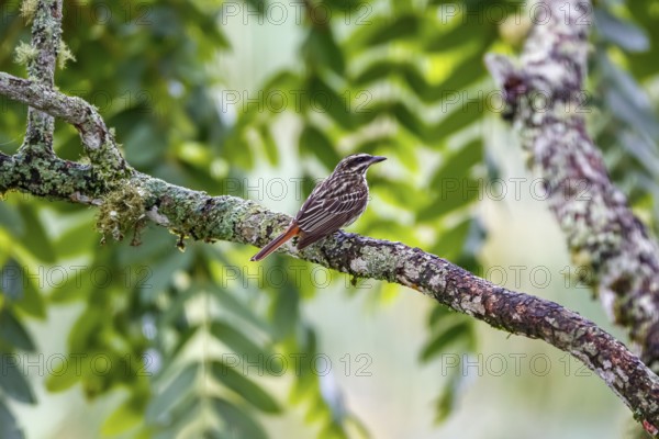 Streaked flycatcher perched on a tree branch against leafy background, Serra da Mantiqueira,