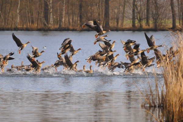 White-fronted Geese, starting, Anser albifrons, Lesser White-fronted Geese, Greater White-fronted