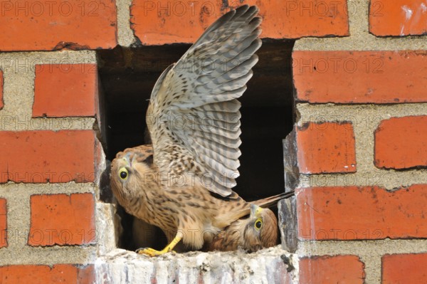 Turmfalken, fluegge Jungvoegel am Horst, Common Kestrel, fully-fledged, full fledged, Fledglings in