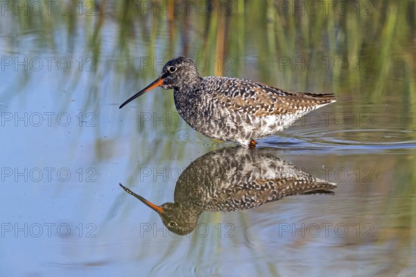 Spotted Redshank, (Sringa erythropus), foraging in water, water bodies, plover-like, Wadi Darbat,