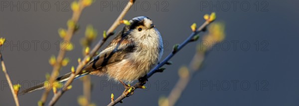 Long-tailed Tit, (Aegithalos caudatus), songbird, animals, birds, family of tits, Nahe valley,