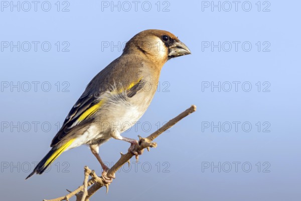 Arabian Bullfinch, Golden-winged Bullfinch, (Rhynchostruthus percivali), Family of Finches, Ayn
