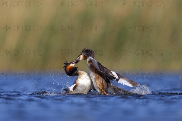 Great Crested Grebe, (Podiceps Scalloped ribbonfish), courtship behaviour, two individuals, Hides