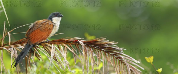 Tiputip, White-browed Coucal, (Burchells Coucal), Centropus superciliosus burchelli, White-browed