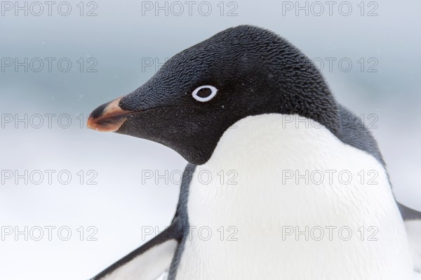 Adelie Penguin, Portrait, Animals, Birds, Penguins, (Pygoscelis adeliae) Penguin Island, South