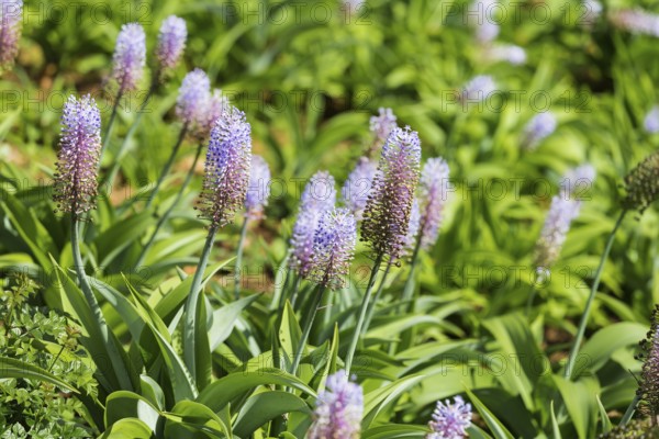 Blauer Ingwer, Dichorisandra thyrsiflora. Brasilien, Madeira, Funchal, Blue ginger, Flower of the