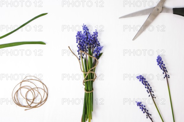 Female hands collect bouquet of blue muscari as a gift. Pruning flowers. Local small business