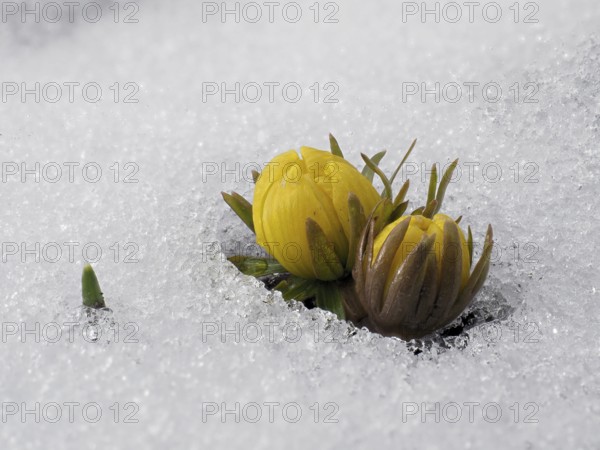 Eranthis hyemalis in the snow