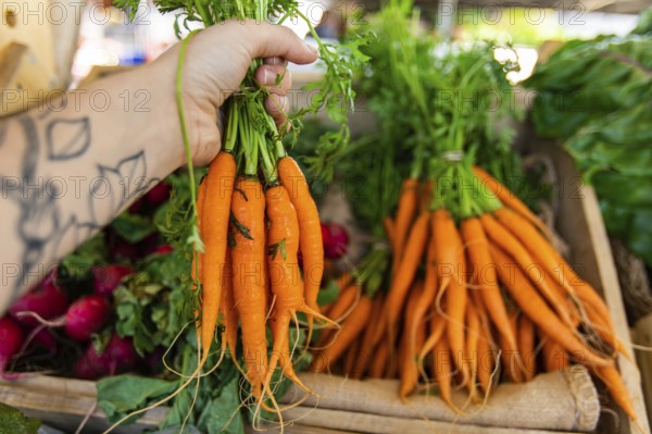 First person perspective as a shopper buys locally produced organic carrots at a market stall