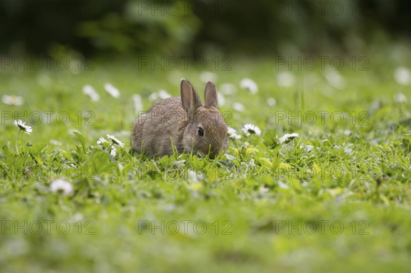 Wild rabbit among daisies, feeding (Oryctolagus cuniculus)