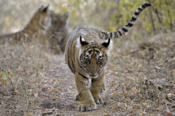 Young tiger cub walking in the dry forests of Ranthambore national park swinging his cute tail,