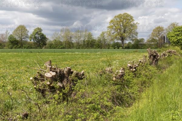 Agricultural spring landscape with a meadow and a coppiced hedgerow in May in Schleswig-Holstein,