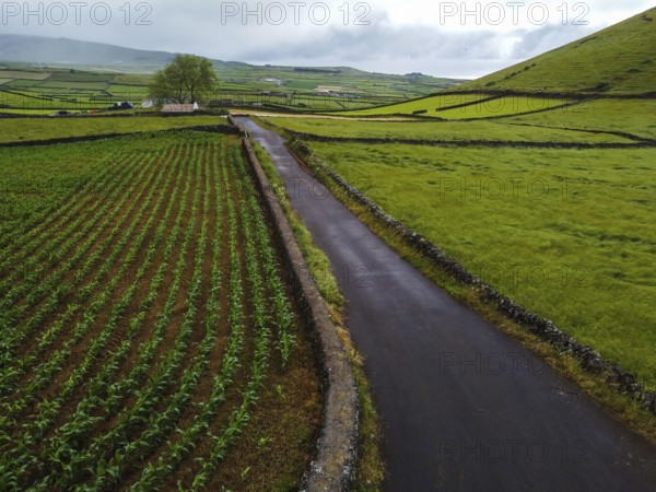 Aerial view of rural road crossing vibrant green fields parceled with stone fences. Terceira
