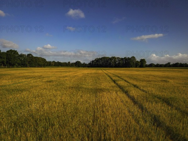 Golden wheat field with traces of a tractor under a clear blue sky, agriculture, grain field in the