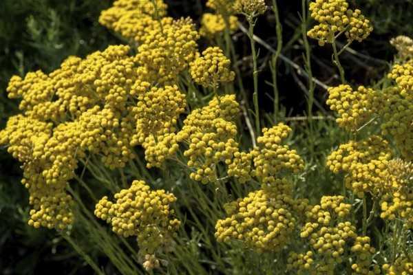 Italian Helichrysum (Helichrysum italicum) . Plant used in perfumery because of its aromas similar