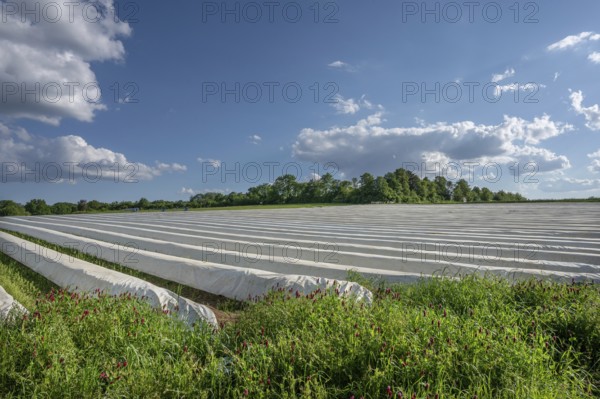 Asparagus field covered with white foil against the light, incarnate clover (Trifolium incarnatum)
