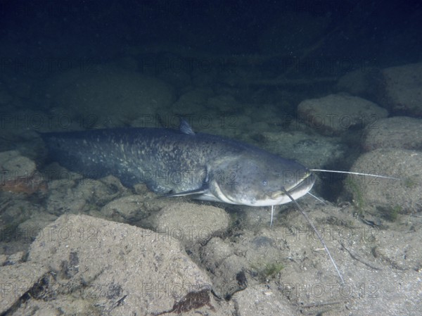 A catfish (Silurus glanis), Waller, with long barbels resting on a stony ground, dive site