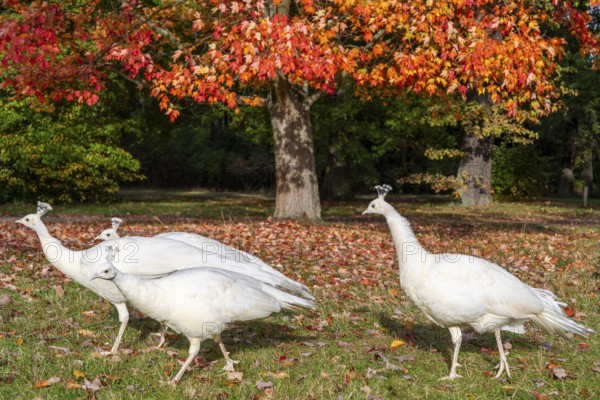 White peacocks, a mutation of the Indian peafowl (Scalloped ribbonbonfish) under a maple tree with