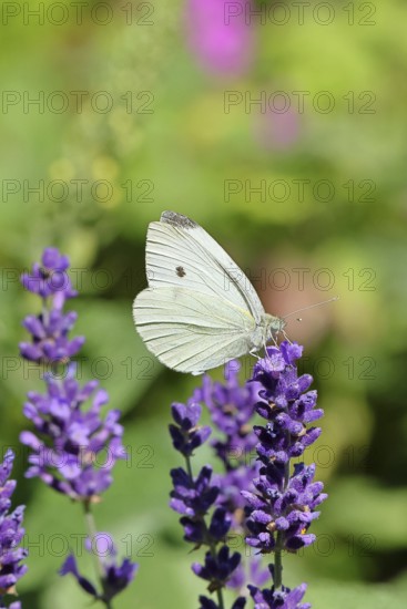 A Cabbage butterfly (Pieris brassicae) sucking nectar on the flower of true lavender (Lavandula