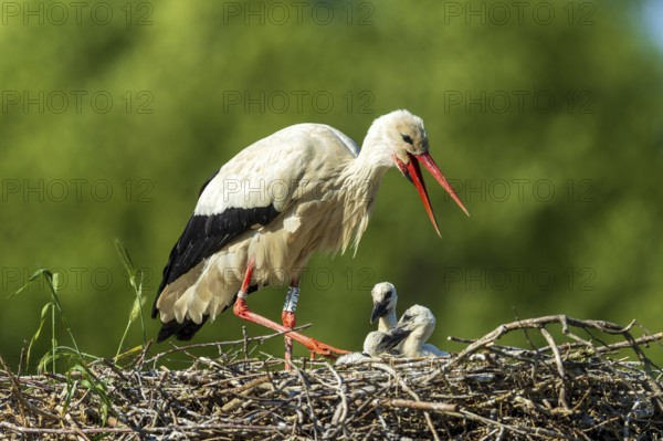 Stork calling with open beak, two chicks in the nest, white stork (Ciconia ciconia), wildlife,