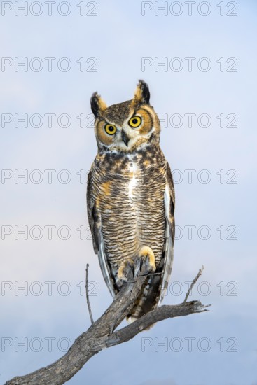 Great Horned Owl Bubo virginianus Tucson, Arizona, United States 18 October Adult Strigidae